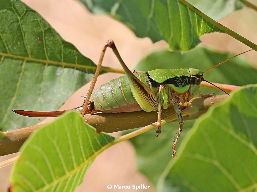 Eupholidoptera schmidti